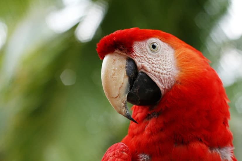 Tropisk papegøje i naturen i Costa Rica under et sprogophold.